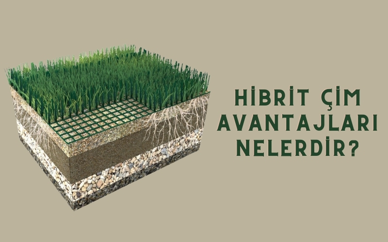 hibrit çim faydaları